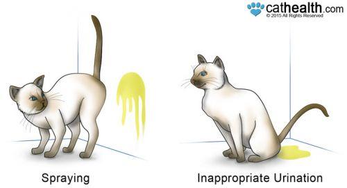how to stop cat spraying